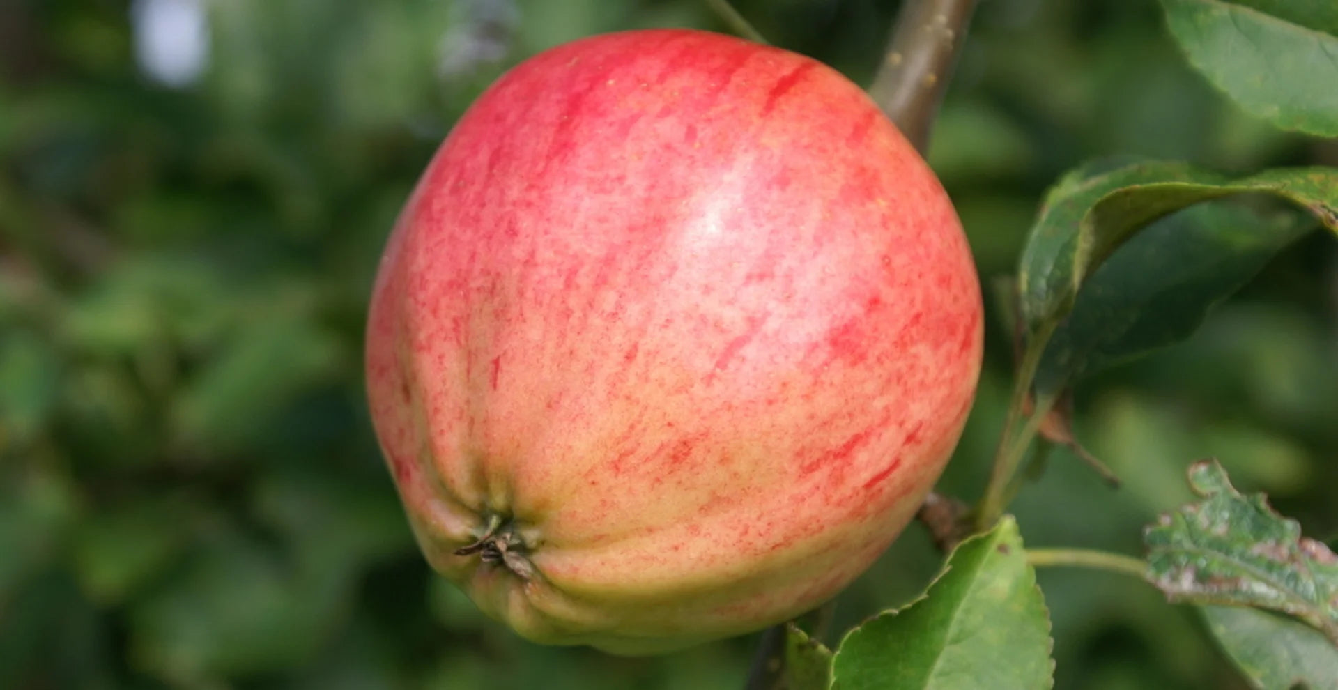 Pommier Claque pépins