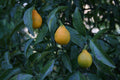 Citrangequat Thomasville