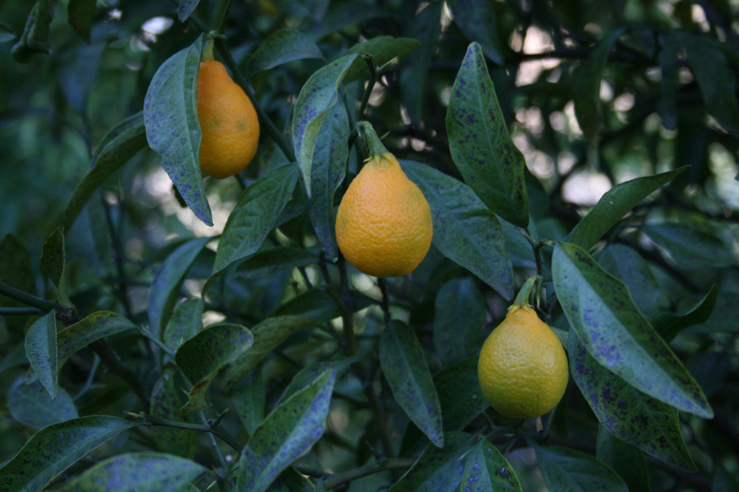Citrangequat Thomasville