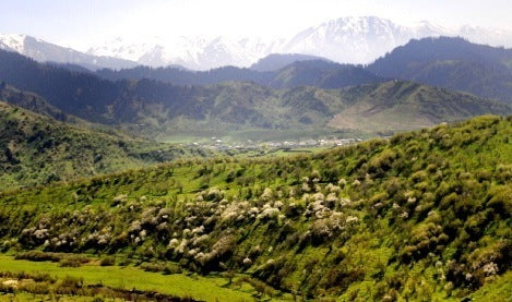 Pommier du kazakhstan lavergne
