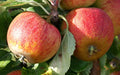 Pommier Cox orange