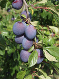 Prunier Quetsche D'alsace