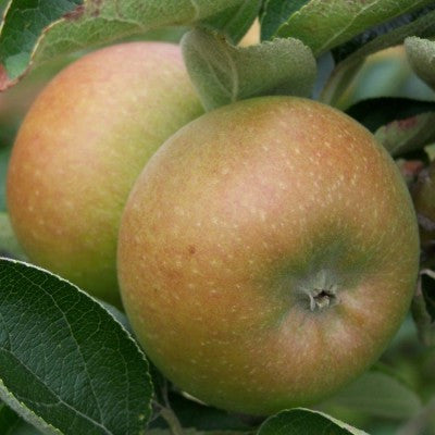 Pommier Court Pendu Gris du Limousin