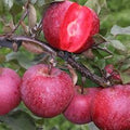 Pommier baya marisa