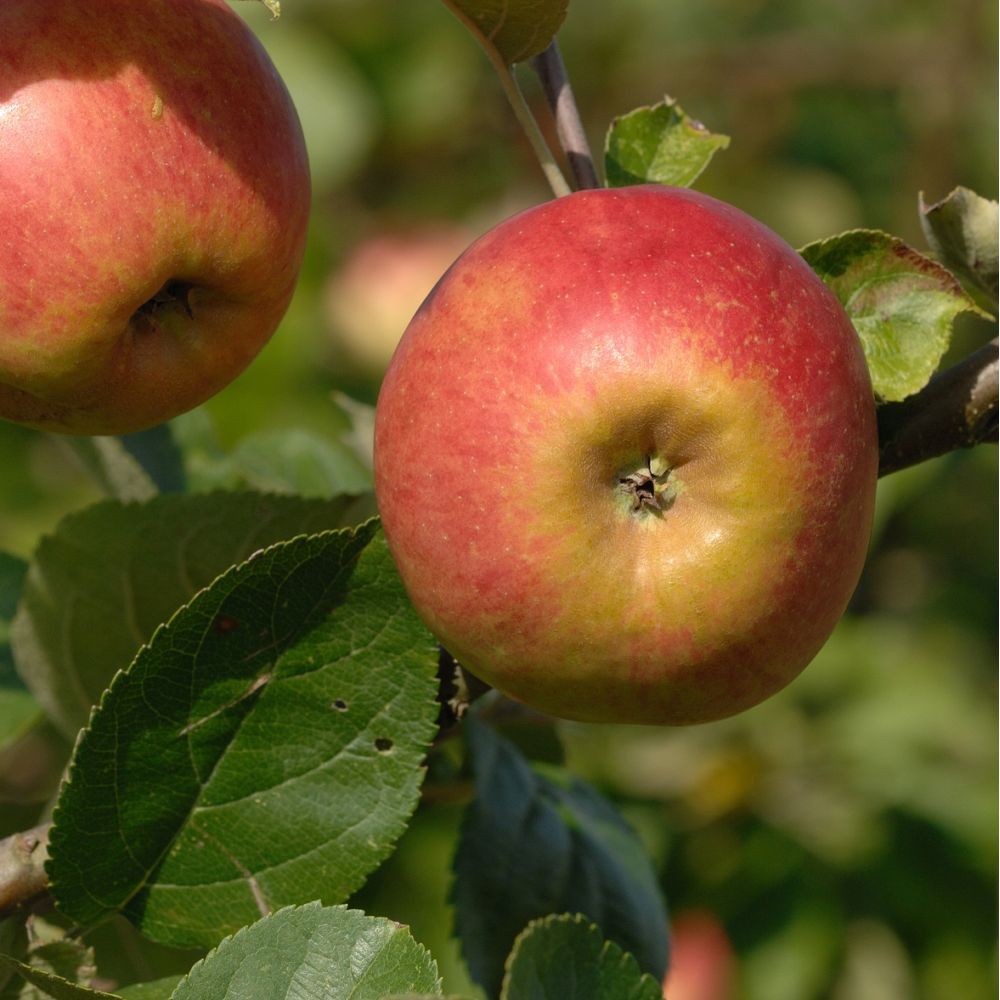 Pommier Belle de Boskop