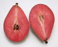 Poirier kravnicka(poire sanguine)