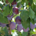 Prunier D'ente (Pruneau d'Agen)