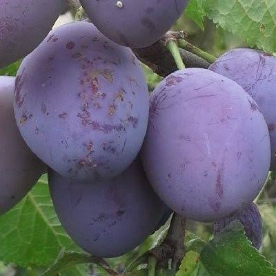 Prunier Belle de Louvain
