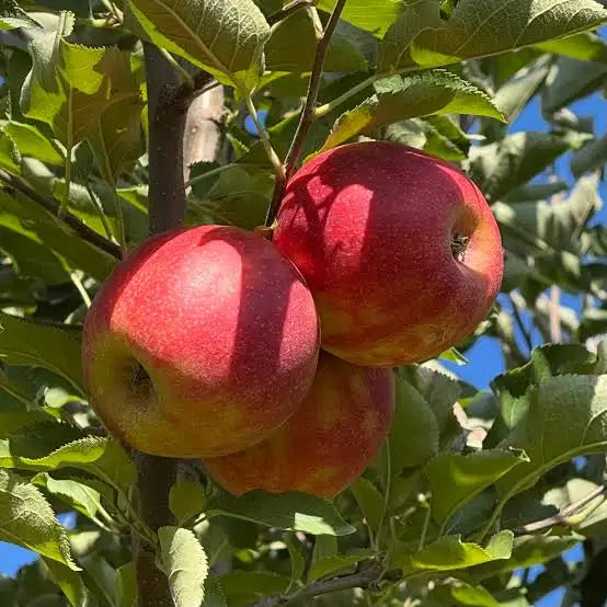 Pommier Jonagold