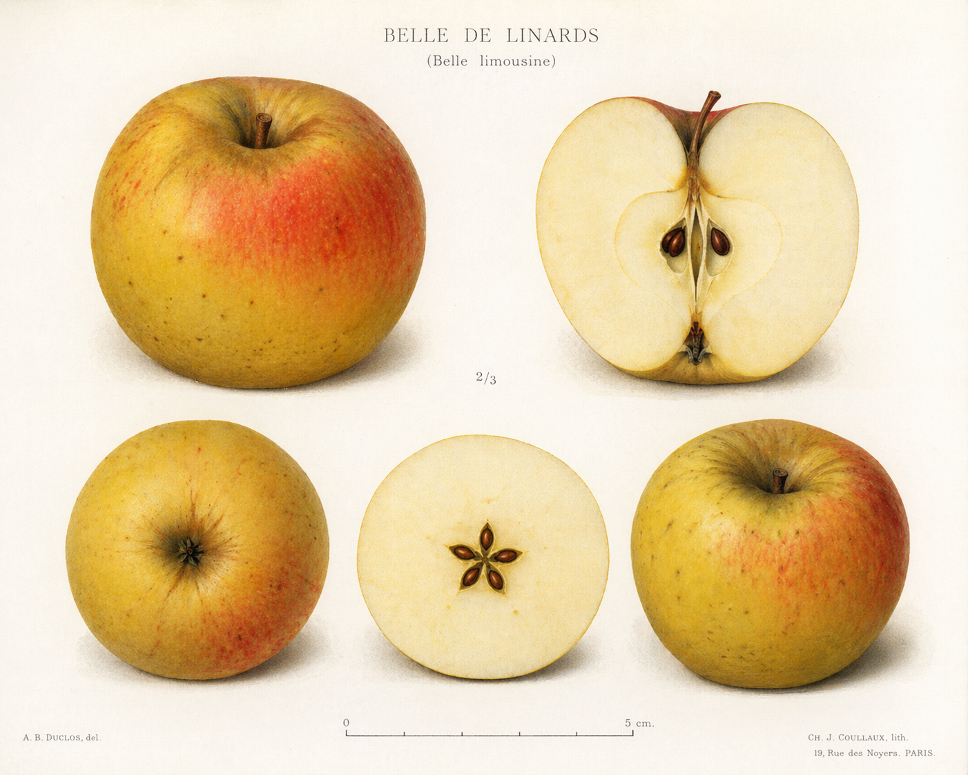 Pommier Belle de Linards