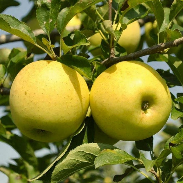 Pommier Golden Delicious