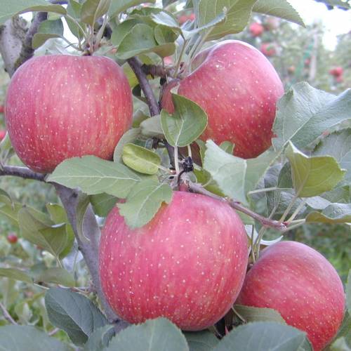 Pommier fuji