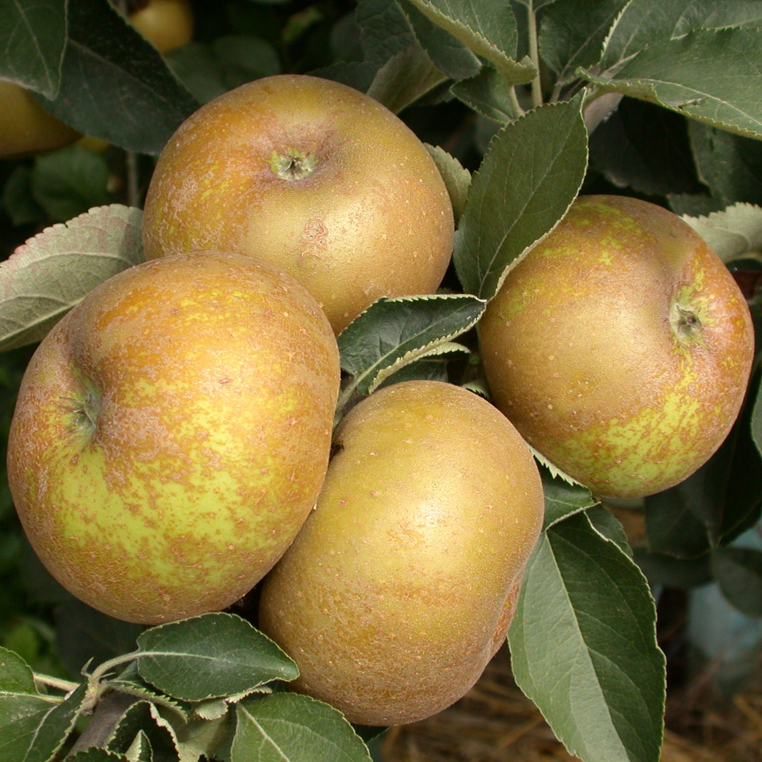 Pommier Canada gris