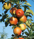 Pommier Reine des Reinettes