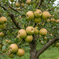 Pommier Reinette clochard