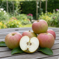 Pommier Reinette de Brive