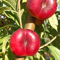 Nectarinier Mesembrine