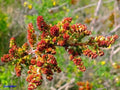 Pistachier Peters (mâle)