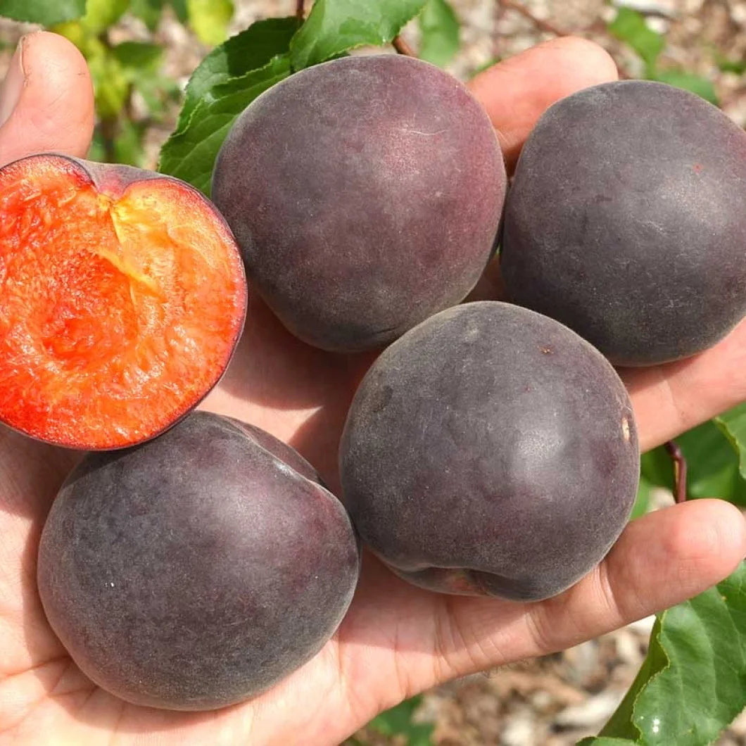 Pluot melitopolski