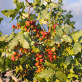 Pistachier sirora
