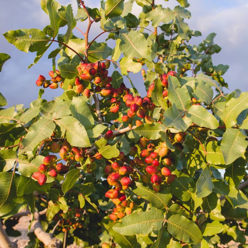 Pistachier sirora
