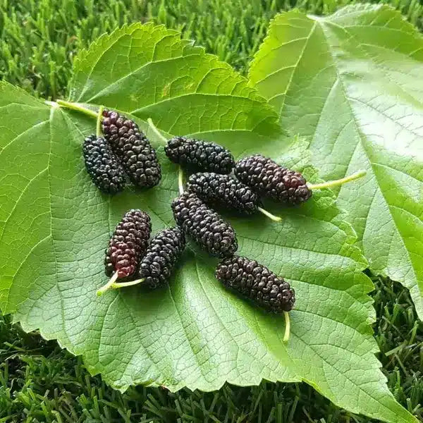 Murier wellington mulberry