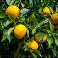 Yuzu
